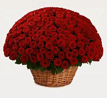 Премиум букет из: Розы в Архангельске